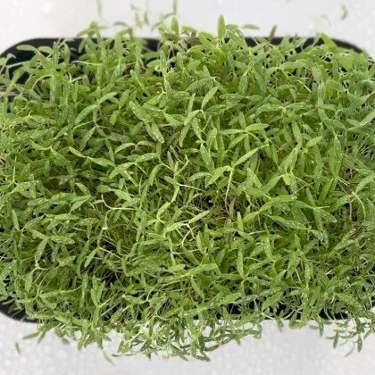 Амарант - зеленый Изумруд (лат. Amaránthus)