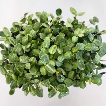 Подсолнечник (лат. Helianthus)