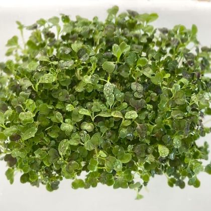 Капуста Пак-Чой (лат. Brassica rapa)