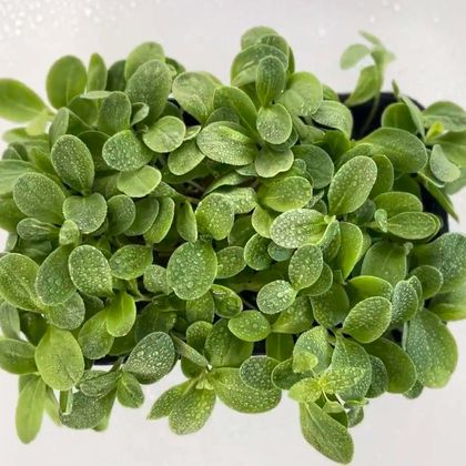 Бораго - Огуречная трава (лат. Borágo) бл