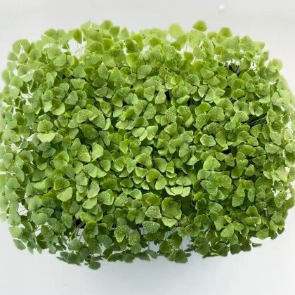 Чиа - черная (лат. Salvia hispanica) топленное молоко