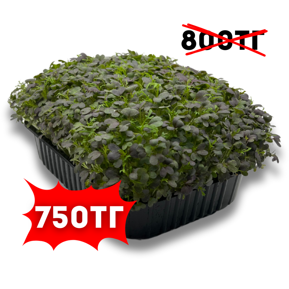 Капуста - Мизуна (лат. Brassica rapa)