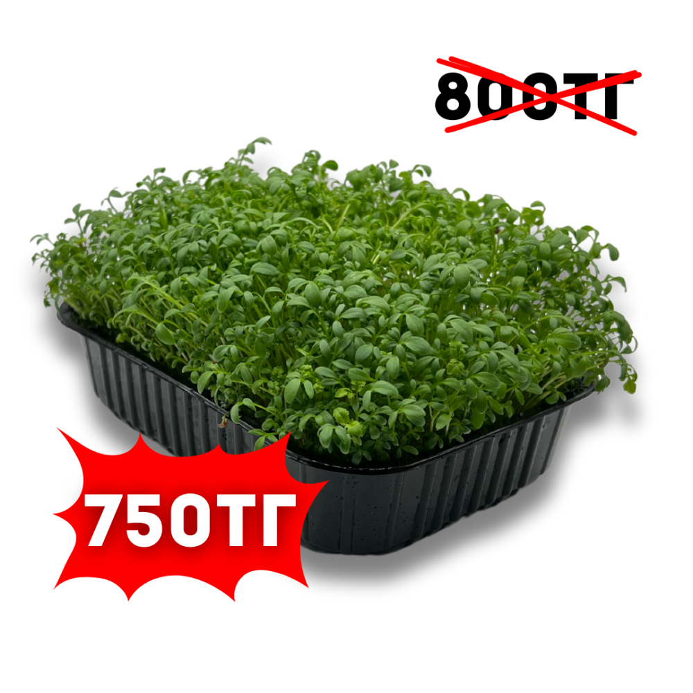 Кресс Салат (лат. Lepidium sativum)