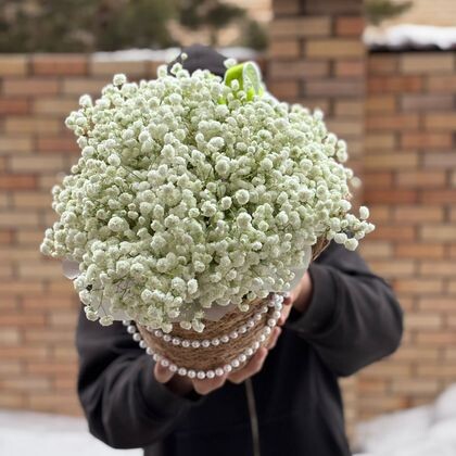 Кашпо с гипсофилой