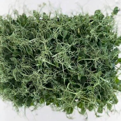 Горох - Мадрас (лат. Písum)