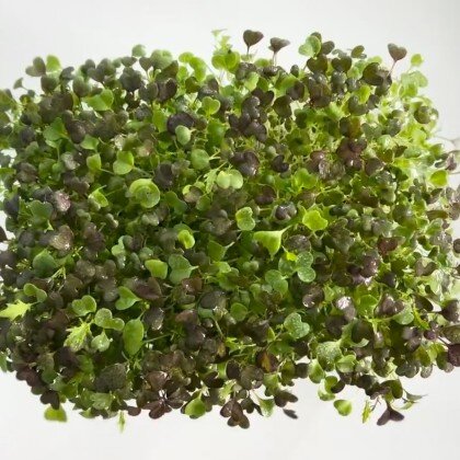 Мизуна - Mix (лат. Brassica rapa)