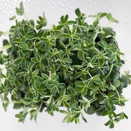 Люпин - Белый (лат. Lupinus) бл