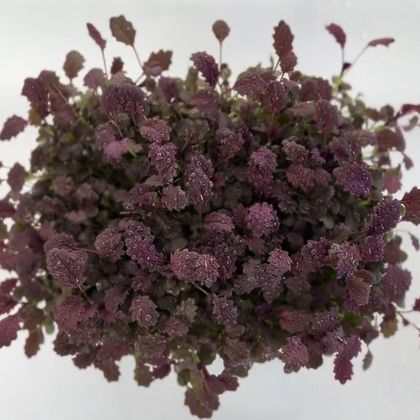 Горчица - Карпед (лат. Sinápis) бл