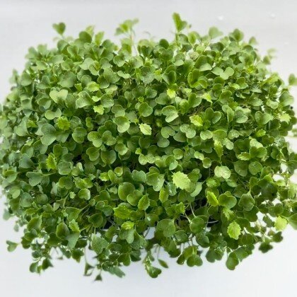 Брокколи - Калабрезе (лат. Brassica oleracea)