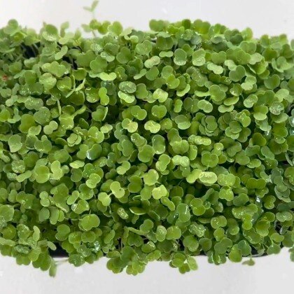 Рукола - Корсика (лат. Erúca satíva)