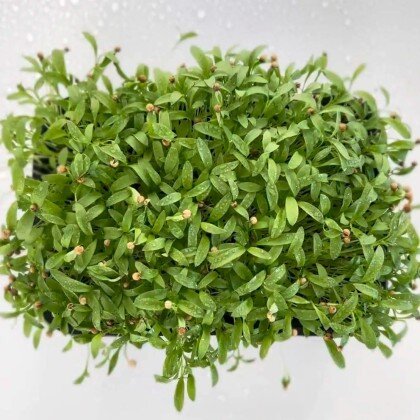 Кориандр (лат. Coriándrum sátivum)