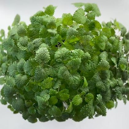 Мелисса - Махито (лат. Melissa) бл