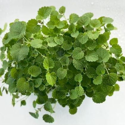 Мята - Корейская (лат. Méntha) бл