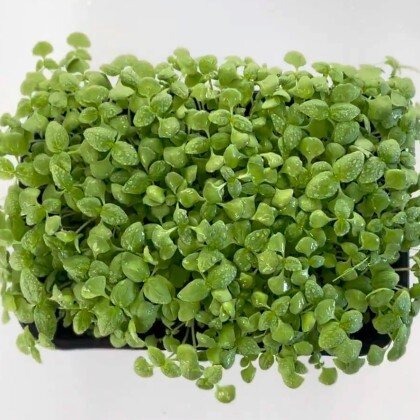 Базилик - Дженовезе (лат. Ócimum)