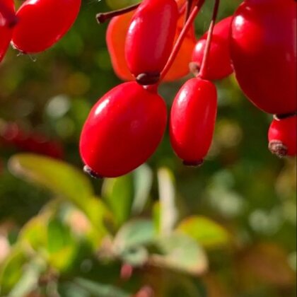 Лимонад Барбарис -бузина