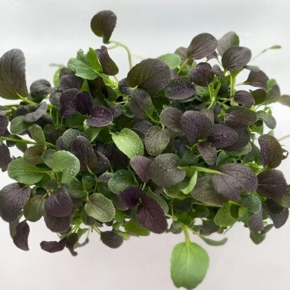 Капуста Пак-Чой (лат. Brassica rapa) бл