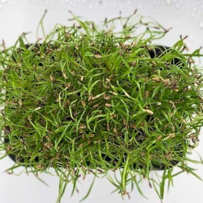 Фенхель - Итальянский укроп (лат. Foenīculum)