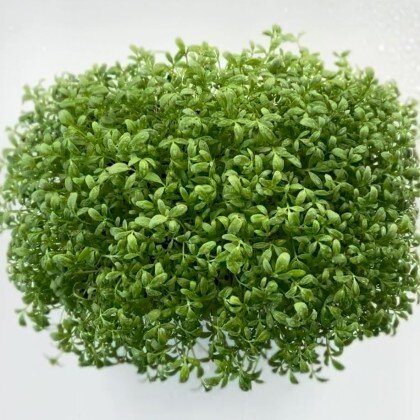Кресс Салат (лат. Lepidium sativum)