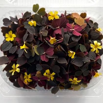 Оксалис - Вулканический (лат. Oxalis)