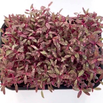 Амарант - красный Рубин (лат. Amaránthus)