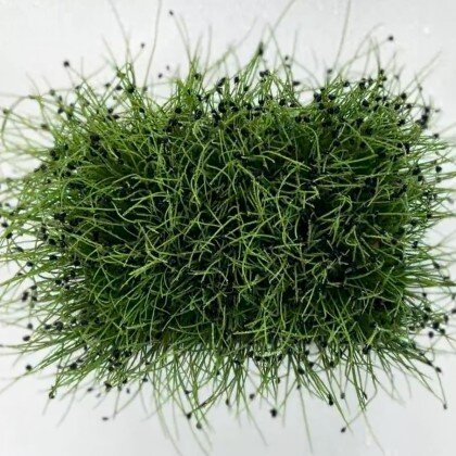 Лук Джусай (лат. Allium, «чеснок»)