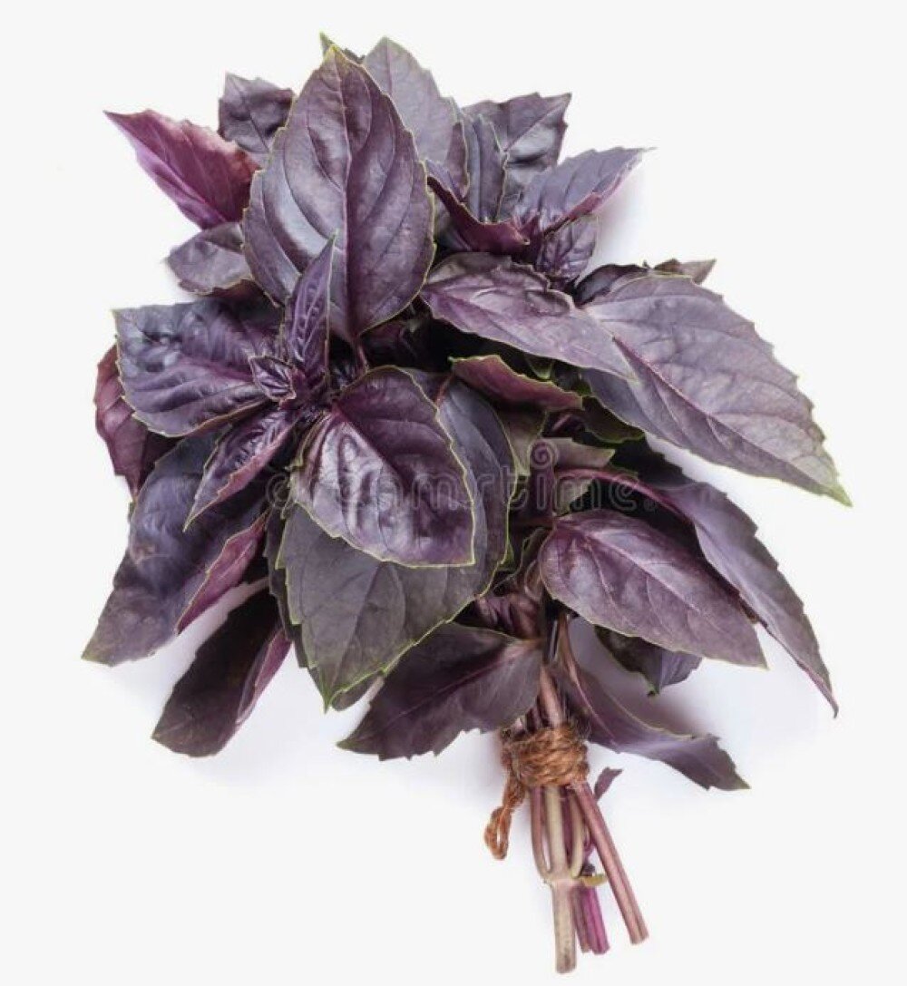 Базилик фиолетовый (Необработанный/Өңделмеген)