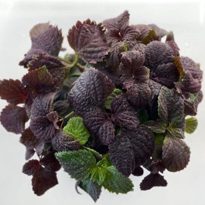 Перилла - Шисо (лат. Perílla) бл