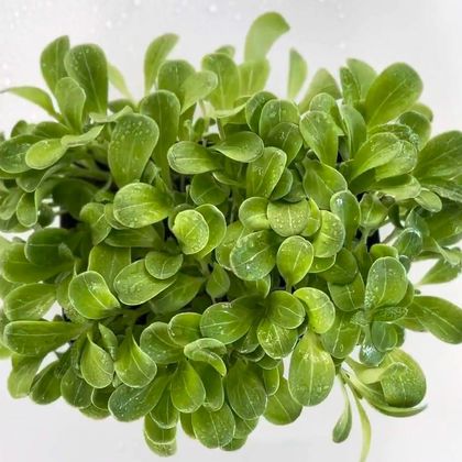 Расторопша (Silybum marianum) бл