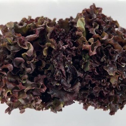 Лолло Росса (Обработанная \ Өңделген)