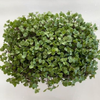 Капуста - Фио (лат. Brassica oleracea)