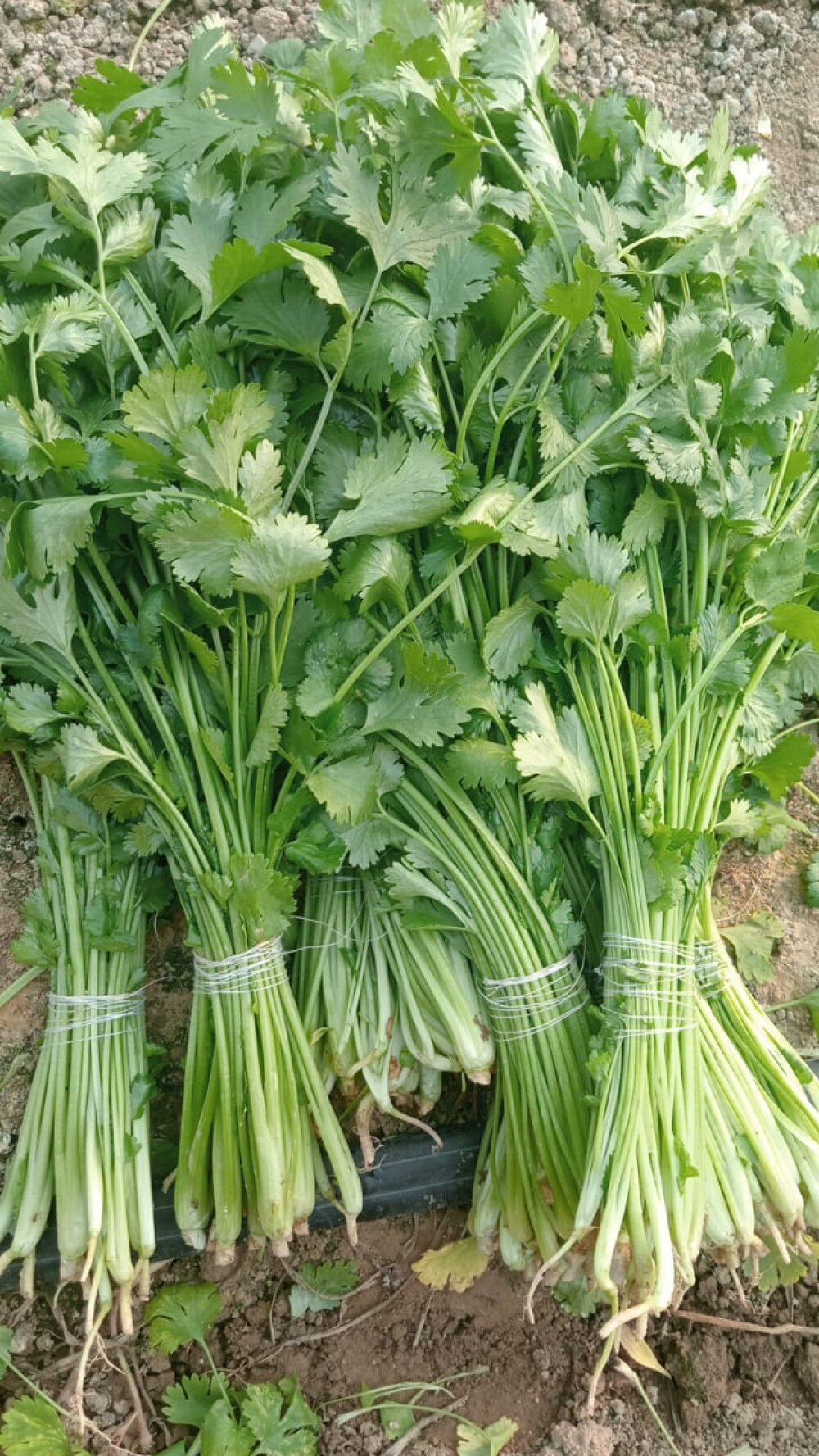 Кинза (Необработанный/Өңделмеген)