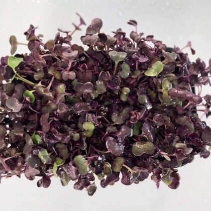 Редис - Санго (лат. Ráphanus)