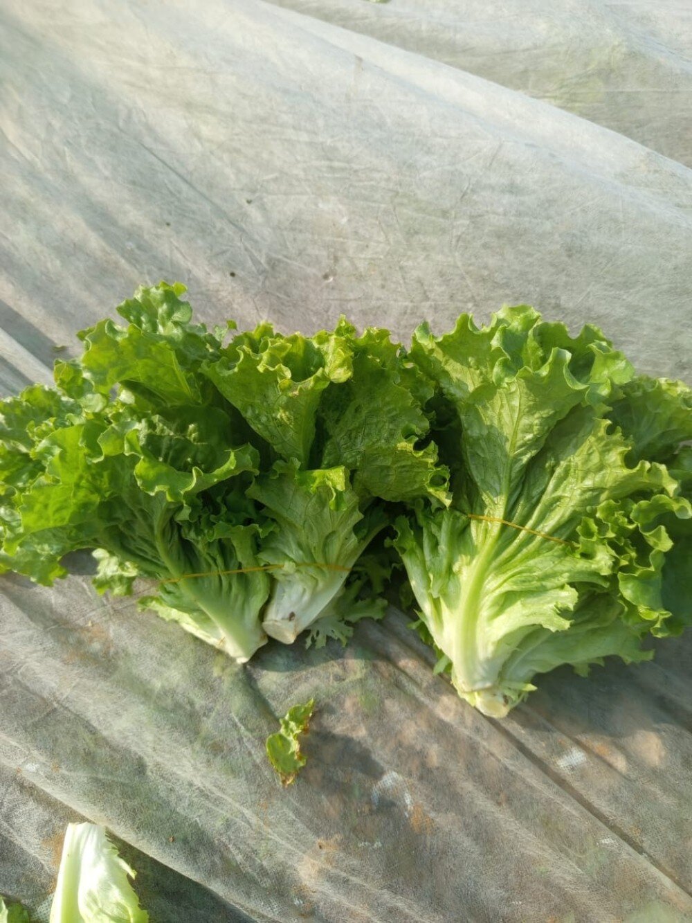 Салатный лист (Необработанный/Өңделмеген)