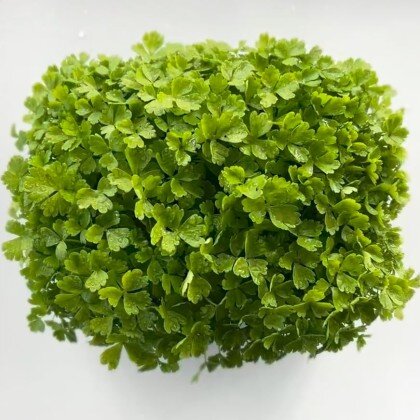 Сельдерей (лат. Ápium graveólens)