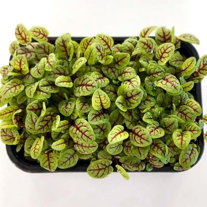 Щавель - Кровавая Мэри (лат. Rúmex) бл