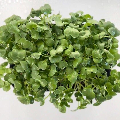 Редька - Дайкон (лат. Ráphanus)