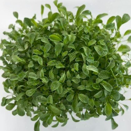 Рукола - Корсика (лат. Erúca satíva) бл