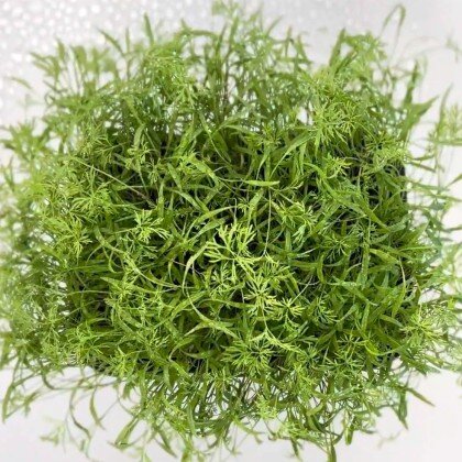 Морковь - Дикая (лат. Dáucus caróta)