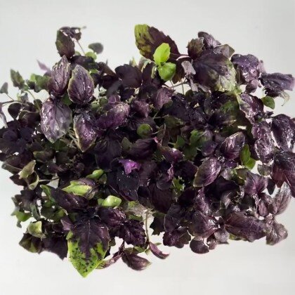 Базилик Фиолетовый (лат. Ócimum) бл