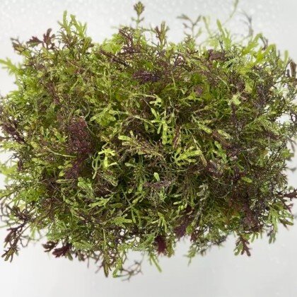 Мизуна - Mix (лат. Brassica rapa) бл