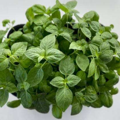 Базилик - Дженовезе (лат. Ócimum) бл