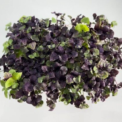 Базилик Фиолетовый (лат. Ócimum)