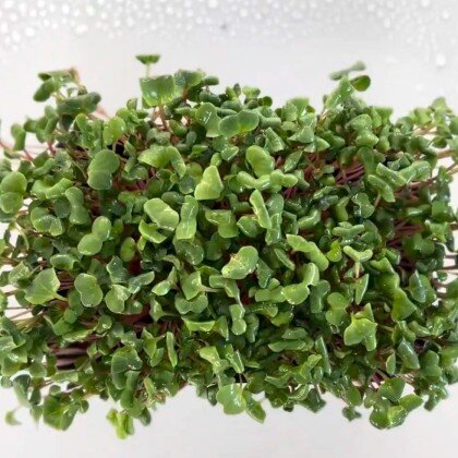 Редис - Ред Корал (лат. Ráphanus)